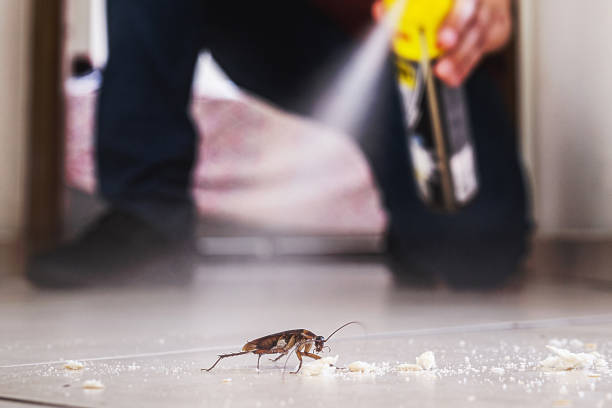 Spider Control Near Me in Downers Grove, IL