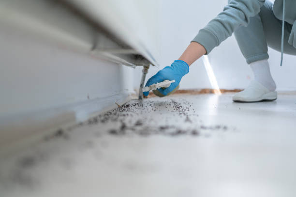 Flea Control Services in Downers Grove, IL